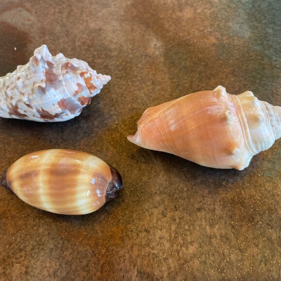 5 Different Sea Shells 1 Sand Dollar w/ Original Painting Signed by Dean Unique - Picture 3 of 13